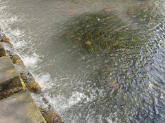 -桤木河湿地公园