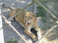 -西霞口神雕山野生动物世界