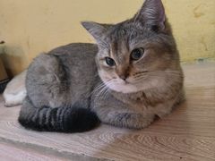 -喵小馆·猫咖狗咖猪咖·饮品店