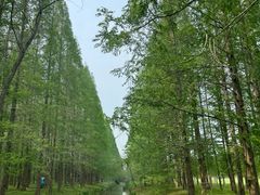 -黄海国家森林公园