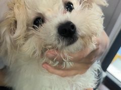 -博特宠物医院24h犬猫全科.骨科·异宠