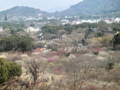 -香雪海