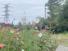 -桤木河湿地公园