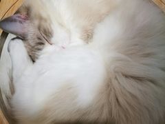 -飞行喵MR PILOT|猫舍·猫咖(静安大融城店)