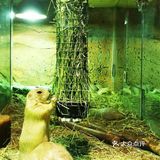 超可爱萌宠互动仅需138元