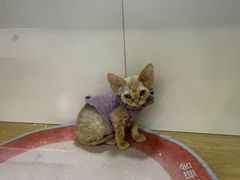 -青奢宠物·青奢猫舍