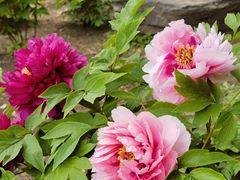 -黑龙江省森林植物园