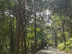 -滴水岩森林公园