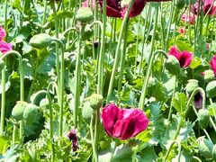 -国家植物园南园