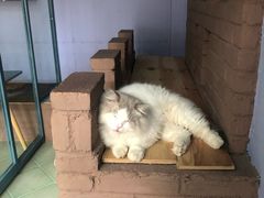 -喵屿·大理花园猫咖