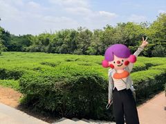 -大屏嶂森林公园