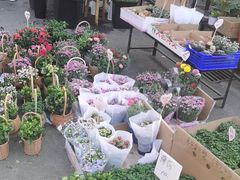 -循礼门鲜花花市(武汉循礼门店)