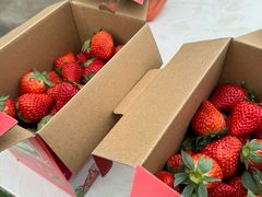 -小鱼草莓采摘园农家乐·小鱼餐厅