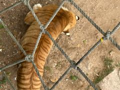 -西霞口神雕山野生动物世界