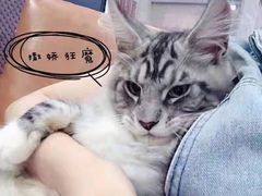 -70cat德文卷毛猫·缅因猫纯种猫舍