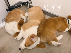 -浣熊柯尔鸭土拨鼠·电玩咖