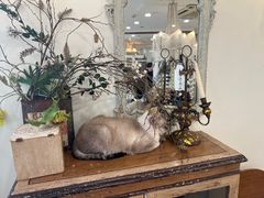-共舞时光猫咖·狗咖(新街口店)