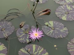 -东莞植物园