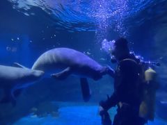 -烟台海昌鲸鲨海洋公园