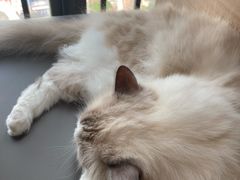 -喵园·猫主题咖啡厅·撸猫·猫咖(国贸店)