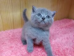 -猫宠乐园·专业洗护