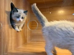 -猫十亿·布偶金渐层·曼基康矮脚猫舍(青年路店)