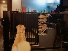 -百好乐宠物友好餐厅(朝外大街店)