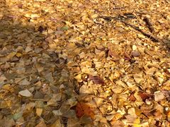 -北海道厅旧本厅舍(旧本庁舎)