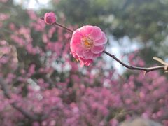 -潮府馆·非遗潮州菜·港式点心(世纪公园店)