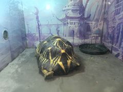 -上海大自然野生昆虫馆(东方明珠·爬宠昆虫探索中心)