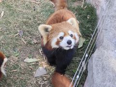 -灵玲国际马戏城