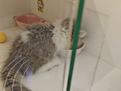 -小猫来了·猫咪专售(红山六九七九店)