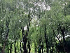 -柳浪闻莺公园