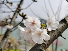 -羊山湖公园