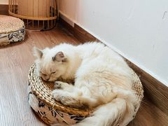 -楼上猫咖(罗湖店)