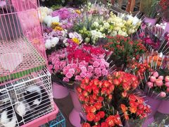 -宝鸡东道花鸟鱼虫市场(吉利花园商场店)