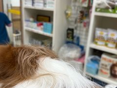 -米苏动物医院·犬猫专科·骨科外科内窥镜