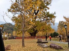 -千年银杏谷文化旅游区