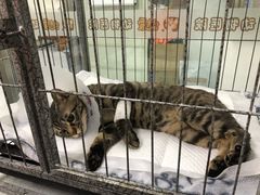 -达爱动物医院·犬猫分区·CT·复杂眼科(远洋山水分院)