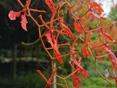 -广西壮族自治区药用植物园