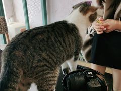 -喵屿·大理花园猫咖