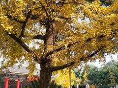 -四川大学(华西校区)