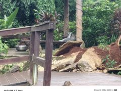 -海南热带野生动植物园