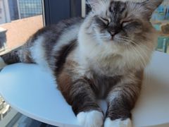 -怪兽屋·羊驼·猫咖·狗咖(俊华广场店)