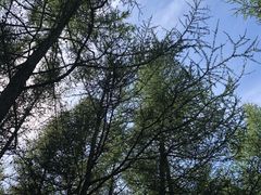 -草原天路(张北县)