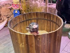 -正佳雨林生态植物园