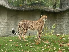 -北京野生动物园