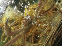 -蟹之国·精品蟹料理(极地店)