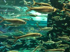 -瑞普利水族馆