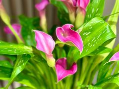 -花锦堂·隐庐